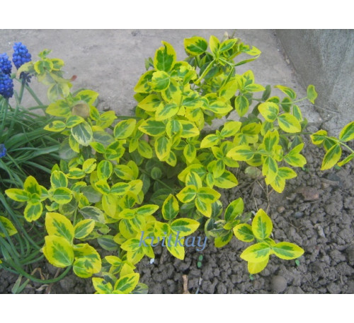 Бересклет , бруслина Форчуна 'Emerald'n Gold' (Euonymus  fortunei 'Emerald'n Gold') 